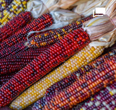 imagen ilustrativa, maíz de diferentes colores